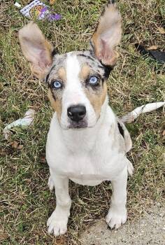 Rescue Catahoula Leopard Dog Dogs for Adoption in Dallas, Texas - Sparky | PetCurious