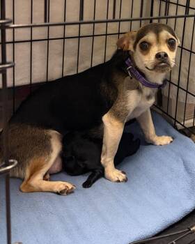 Zealand -  Chihuahua and Boston Terrier Dog for Adoption in Carson City, Nevada - Zealand | PetCurious