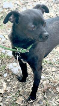 Chihuahua Dogs Available for Adoption in Salisbury, Maryland - Kona | PetCurious
