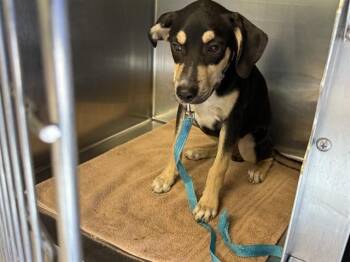 ELMO -  American Staffordshire Terrier and Mixed Breed Dog for Adoption in Grand Prairie, Texas - ELMO | PetCurious