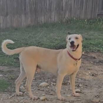 Singer -  Husky and Labrador Retriever Dog for Adoption in San Antonio, Texas - Singer | PetCurious