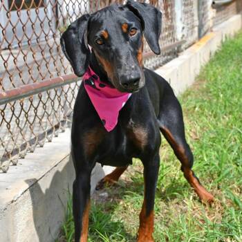 Gretchen -  Doberman Pinscher Dog for Adoption in Beaumont, Texas - Gretchen | PetCurious