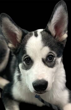 Rescue Husky and Pomeranian Dogs for Adoption in Berwick, Pennsylvania - Dukesky | PetCurious