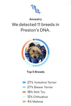 Paul -  Yorkshire Terrier and Shih Tzu Dog for Adoption in Frisco, Texas - Paul | PetCurious