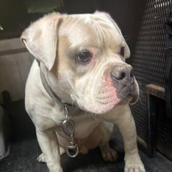Tack -  Mixed Breed Dog for Adoption in Gadsden, Alabama - Tack | PetCurious