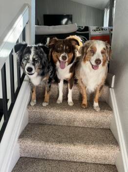 Australian Shepherd Dogs Available for Adoption - Apollo | PetCurious