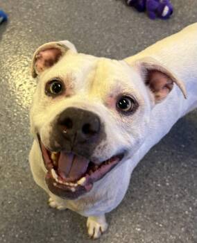 Olaf -  Staffordshire Bull Terrier Dog for Adoption in Sparta, Illinois - Olaf | PetCurious