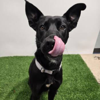 Rescue Shepherd Dogs for Adoption in Columbia, Missouri - Zora | PetCurious