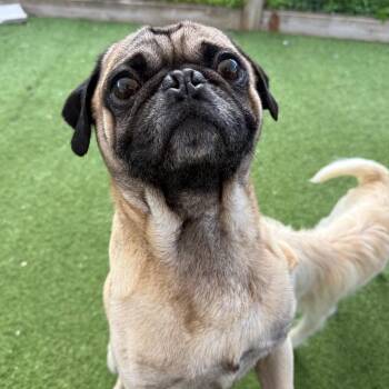 Pug Dogs Available for Adoption in Loxahatchee Groves, Florida - Hutch 6579 | PetCurious