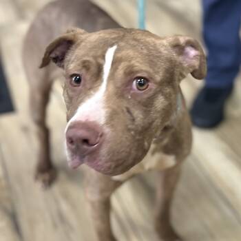 Rescue Pit Bull Terrier Dogs for Adoption in Newark, New Jersey - Elliot | PetCurious