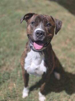 BLUE -  Boxer and Mixed Breed Dog for Adoption in York, South Carolina - BLUE | PetCurious
