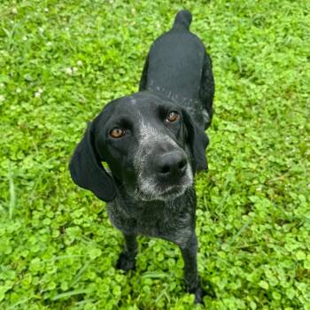 Pointer and Mixed Breed Dogs Available for Adoption in Brownsboro, Alabama - Sansa | PetCurious
