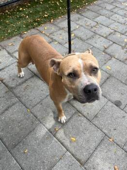 Rescue Pit Bull Terrier Dogs for Adoption in Doral, Florida - ZEUS | PetCurious