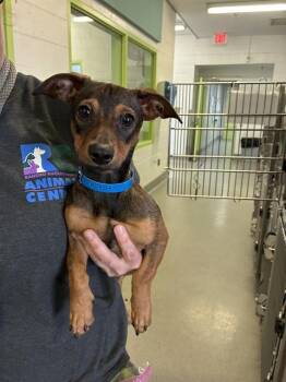 Chihuahua and Dachshund Dogs Available for Adoption in Rancho Cucamonga, California - OLIVER | PetCurious