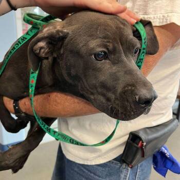 Toga -  Labrador Retriever and American Staffordshire Terrier Dog for Adoption in Kingman, Arizona - Toga | PetCurious