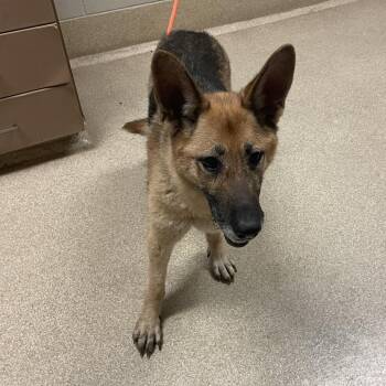 Baby Girl -  German Shepherd Dog Dog for Adoption in Bristol, Indiana - Baby Girl | PetCurious