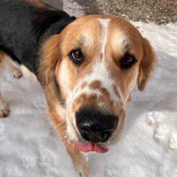 Mixed Breed Dogs Available for Adoption - Blue | PetCurious