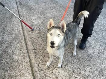 Rescue Husky Dogs for Adoption in Houston, Texas - A645326 | PetCurious