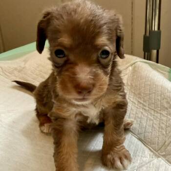 Primrose 22503 -  Dachshund and Mixed Breed Dog for Adoption in Cumming, Georgia - Primrose 22503 | PetCurious