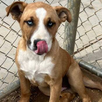 German Shepherd Dog Dogs Available for Adoption in Kingman, Arizona - Rovi/nash | PetCurious