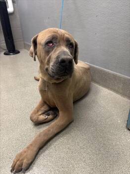 KING TRITON -  Mastiff Dog for Adoption in Las Vegas, Nevada - KING TRITON | PetCurious