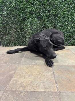 Labrador Retriever and Mixed Breed Dogs Available for Adoption - BRUTUS | PetCurious