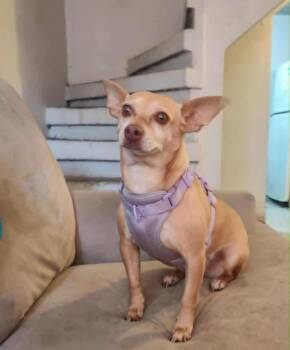 Rescue Chihuahua Dogs for Adoption in Graham, Washington - CHIKAS | PetCurious