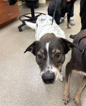 OREO -  Labrador Retriever and Australian Cattle Dog Blue Heeler Dog for Adoption in Fort Myers, Florida - OREO | PetCurious
