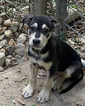 Bandit Lonestar -  Terrier and Shepherd Dog for Adoption in Rockaway, New Jersey - Bandit Lonestar | PetCurious