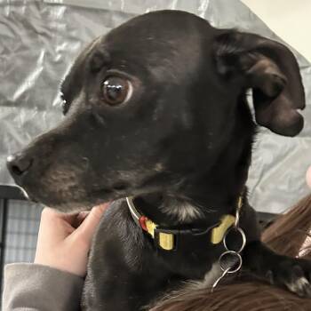 Chihuahua Dogs Available for Adoption in Traverse City, Michigan - Sammy | PetCurious