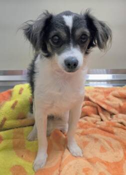 26-359 -  Cavalier King Charles Spaniel and Papillon Dog for Adoption in Lindenhurst, New York - 26-359 | PetCurious