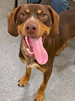 Coco -  Hound Dog for Adoption in Covington, Virginia - Coco | PetCurious