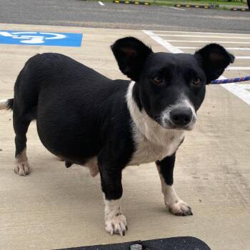 Octa-mom -  Cardigan Welsh Corgi and Mixed Breed Dog for Adoption in Austin, Texas - Octa-mom | PetCurious
