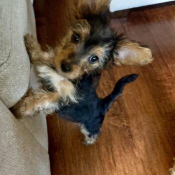 Shania -  Yorkshire Terrier Dog for Adoption in Houston, Texas - Shania | PetCurious