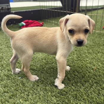 Chihuahua Dogs Available for Adoption in Loxahatchee Groves, Florida - Potato Chips 4217 | PetCurious