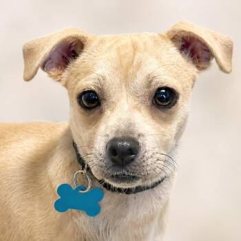 Truett -  Chihuahua and Pug Dog for Adoption in Boerne, Texas - Truett | PetCurious