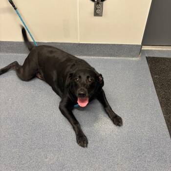 Potato -  Black Labrador Retriever and Mixed Breed Dog for Adoption in Saint Joseph, Missouri - Potato | PetCurious