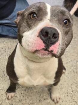 Staffordshire Bull Terrier Dogs Available for Adoption in Saint Clairsville, Ohio - Tiana | PetCurious