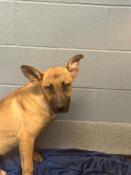 Disney Land -  German Shepherd Dog Dog for Adoption in Bloomington, Indiana - Disney Land | PetCurious