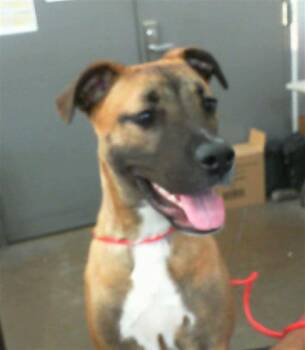 Rescue Mixed Breed Dogs for Adoption in Dallas, Texas - STAR | PetCurious