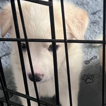 Mixed Breed Dogs Available for Adoption in Leander, Texas - Delilah | PetCurious