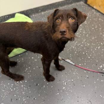 Chloe -  Mixed Breed Dog for Adoption in Columbiana, Alabama - Chloe | PetCurious
