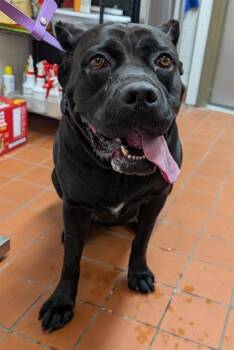 AKILA -  Cane Corso Dog for Adoption in Camarillo, California - AKILA | PetCurious