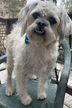 CHARLIE -  Shih Tzu Dog for Adoption in El Cajon, California - CHARLIE | PetCurious