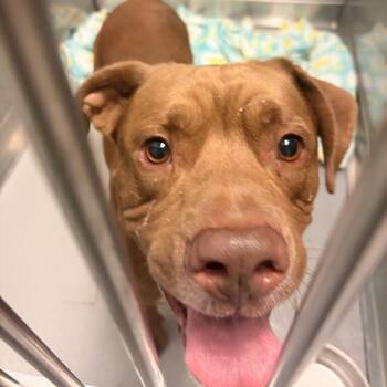 Tafari -  Mixed Breed Dog for Adoption in Davenport, Iowa - Tafari | PetCurious