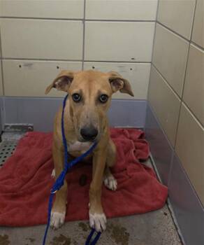 ZAZA -  Great Dane and Mixed Breed Dog for Adoption in Houston, Texas - ZAZA | PetCurious