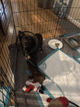 Raven -  Chihuahua Dog for Adoption in Norfolk, Virginia - Raven | PetCurious