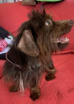 Julius -  Dachshund Dog for Adoption in Memphis, Tennessee - Julius | PetCurious