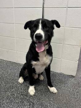 Rescue Mixed Breed Dogs for Adoption in ABRAHAM BALDWIN COLLEGE, Georgia - Oscar | PetCurious