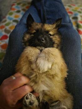 Shepherd Dogs Available for Adoption - 26-013 Finnigan (Finn) “Coming Soon” | PetCurious